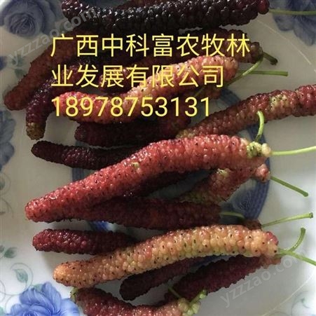 中科富河南耐旱大果长型高产黑紫甜果桑苗