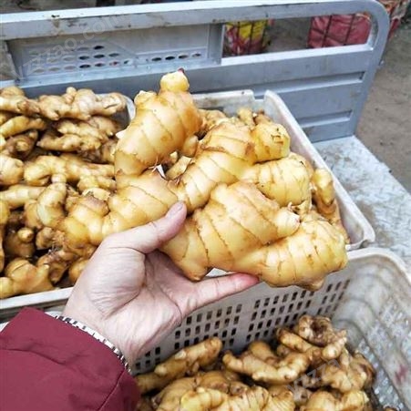 大黄姜原产地 生姜价格低 众鑫出售 小黄姜量大批发