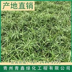 青鑫旱伞草出售 青州旱伞草种植基地