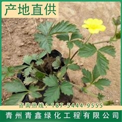 委陵菜栽培 青鑫绿化 三叶委陵菜基地出售