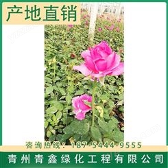 青鑫大花品种月季出售 上海大花品种月季种植