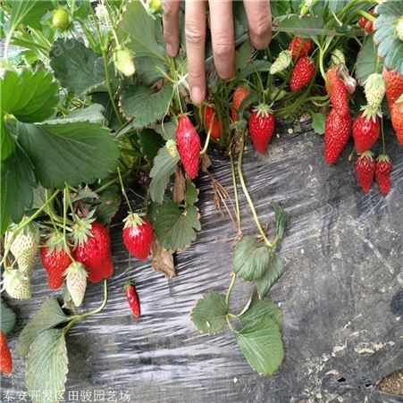 草莓苗 营养杯草莓苗 章姬草莓苗基地