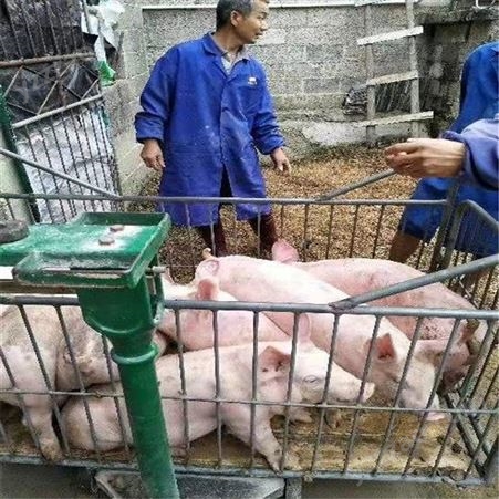 展宏 毛猪生猪销售 30斤猪崽 量大更惠