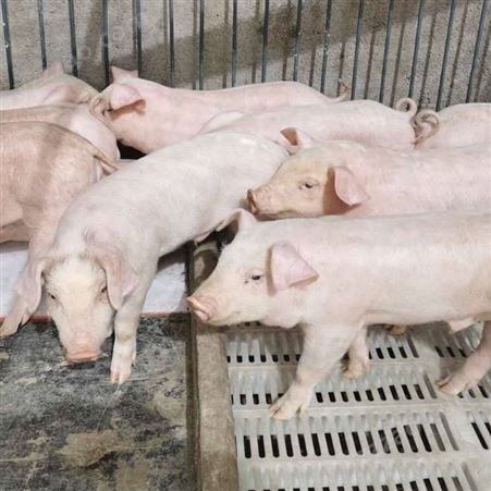 小猪崽 养猪场卖小猪苗10-60公斤 防疫健全 见猪抓猪